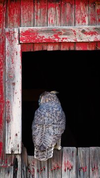 Beautiful Great Horned Owl. Vertical Video.
