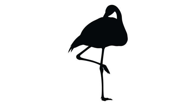 Flamingo Preening Silhouette Against A White Background