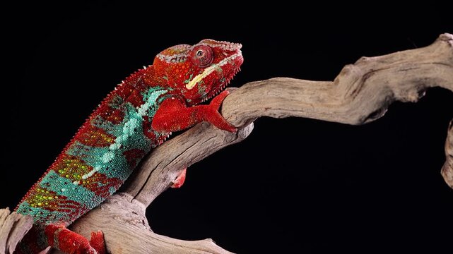 Close-up shot of a beautiful red and green chameleon in front of a black background.