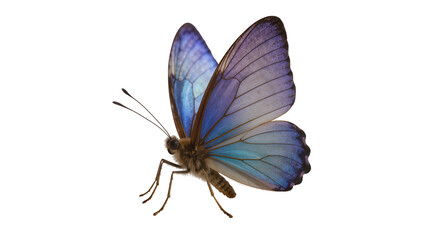 Blue morpho butterfly with iridescent wings, isolated on transparent background © Maria