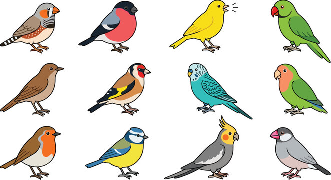 Pet Birds and Small Songbirds Vector Cartoon Character Set Featuring Bud