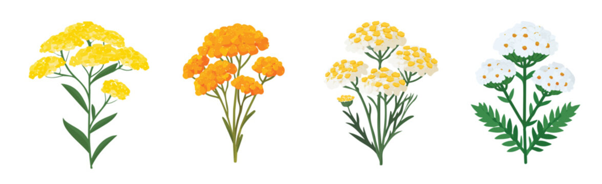 Collection of Realistic yarrow flower illustrations set, Clean vector set ideal for packaging, label, and product design, Vector illustration of vector design, A Realistic simple illustration