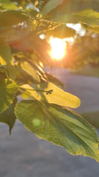 Young leaves and flowers of the linden tree in the rays of the setting sun.
