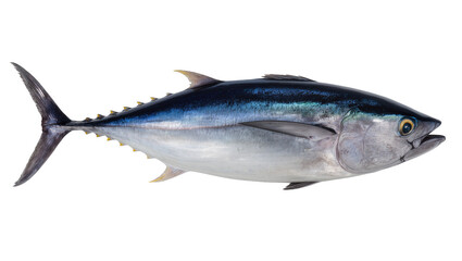 Obraz premium Whole fresh tuna fish with blue and silver scales, isolated on transparent background