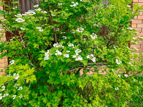 Viburnum opulus, a sprawling shrub with white inflorescences and carved leaves. Corymbose inflorescences