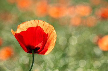 Mak polny - Papaver rhoeas L. Field poppy. © tom