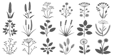 Fototapeta premium Black Sketch of Flowers Isolated on White Background. Set of flowers vector illustration of a plant .elements including blooming flowers,buds, leaves, stems, and small botanical branches. vectordesign