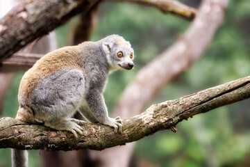 Ein Kronenmaki (Eulemur coronatus) sitzt auf einem großen Ast und schaut nach rechts  © Wolfgang Knoll