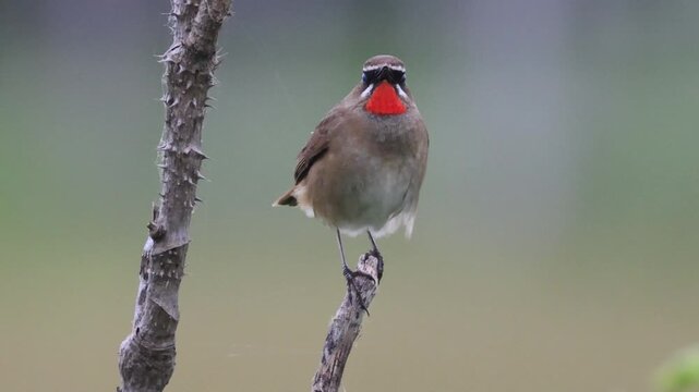 Extreme Close-up of Siberian Ruby-throat Male Singing with Vivid Red Throat in Hokkaido Part 2 (4K with Audio)