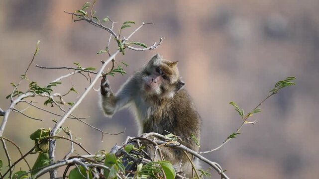 Macaque monkey on tree in wilderness 