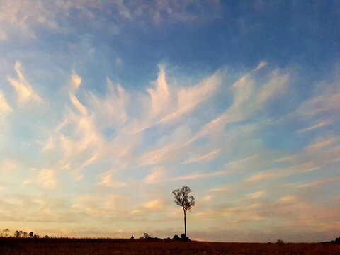 Lone Lapacho Tree Under Dramatic Cloud Formation in Rural Paraguay