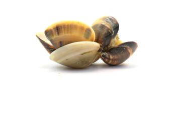 Closed up fresh baby clams. venus shell. shellfish. carpet clams. short necked clams. as raw food from the sea are the seafood ingredients. fresh clams isolated on white background © Pisan