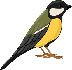 Great tit bird standing on a white background, wild nature illustration © WinWin