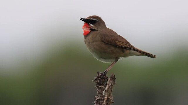 Male Siberian Ruby-throat Singing in Sea Breeze on a Branch: Profile Silhouette Part 1 (4K with Audio)
