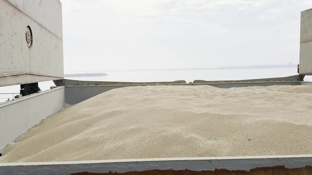 Cargo hold of bulk ship filled with golden wheat grain. Hatch covers open during loading operation at grain terminal. Port elevator infrastructure transfers agricultural bulk commodity for export.