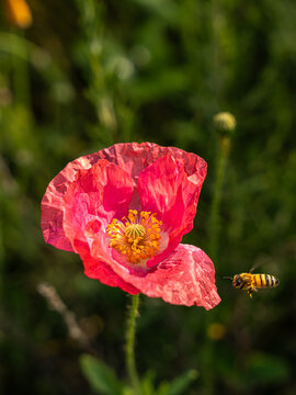 Bee Mid-Fight to Pink Poppy