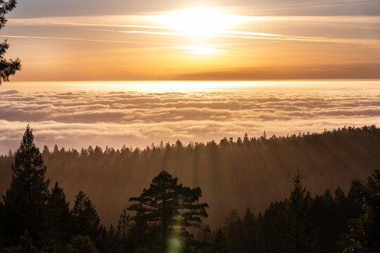 California Coastal Skyline At Sunset With Redwoods and Cloudline
