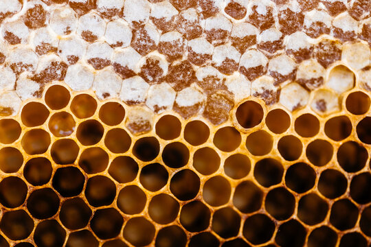 Close-up Honeycomb Detail