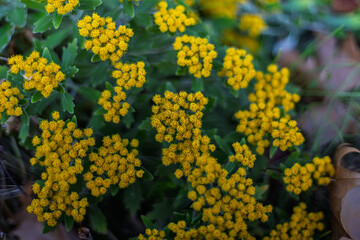 Obraz premium Vivid yellow flowers of Ajania pacifica (Pacific chrysanthemum) blooming in early winter at Koishikawa Botanical Garden Tokyo December 2023