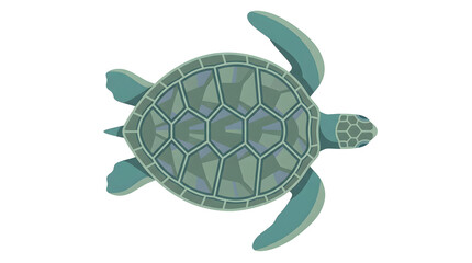 Obraz premium Green sea turtle shell closeup view.