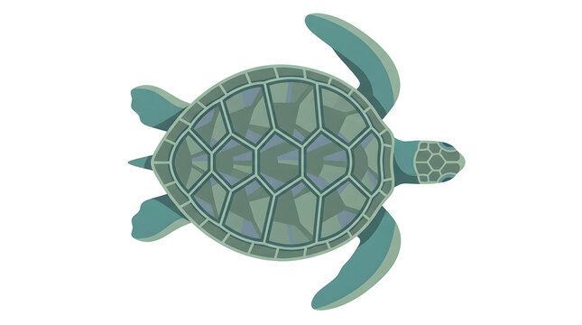 Green sea turtle shell closeup view.
