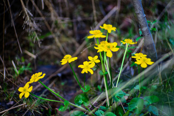 Fototapeta premium Yellow Marsh Marigold Flowers Growing In Wet Woodland