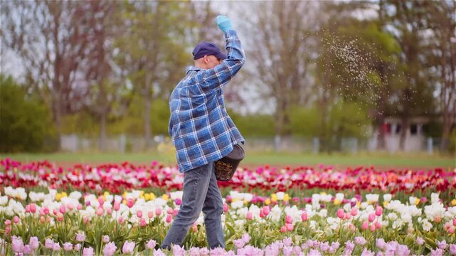 Adult man walking through a colorful tulip field in spring daylight
