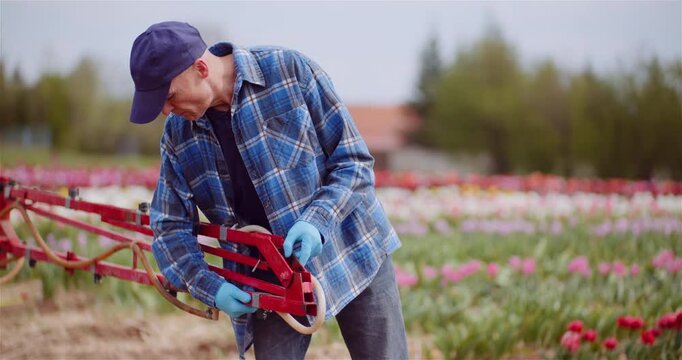 Man tending tulip field with farm tool in daylight