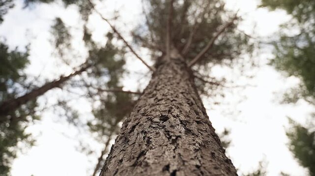 Tall tree trunk with branches and leaves against bright sky
