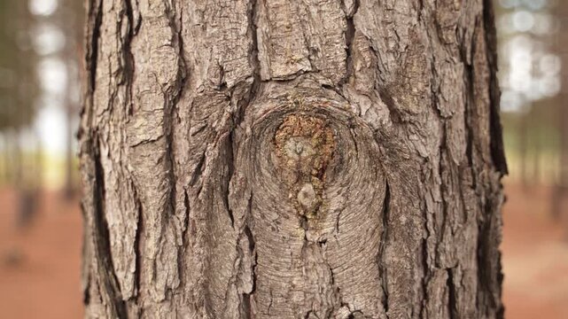 Close-up of a tree trunk with rough bark in a natural outdoor setting with a blurred background