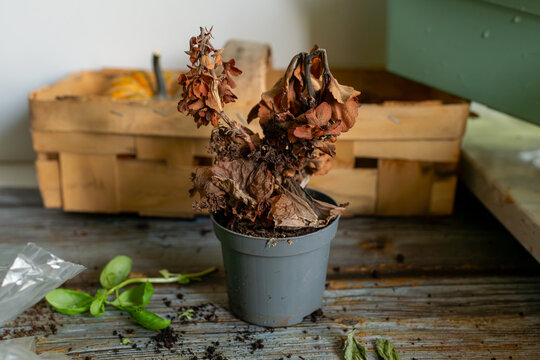 Dry wilted hydrangea plant in a gray pot on a wooden table near soil, basil sprout and wooden crate. Concept of failed houseplant care, drought stress, dead leaves and gardening cleanup.