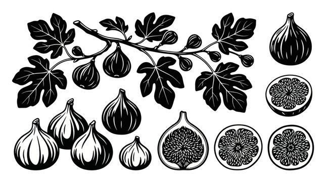 Fig Fruit and Branch Clipart Set
