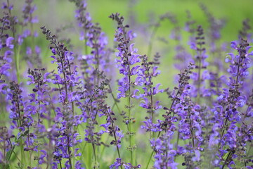 Obraz premium Salvia pratensis. Meadow sage, purple flowers on wild meadow.