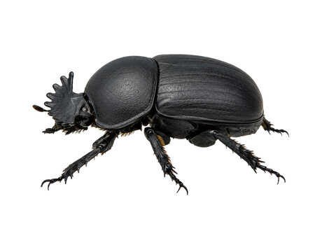 Black Dung Beetle Side View Isolated on Transparent Background