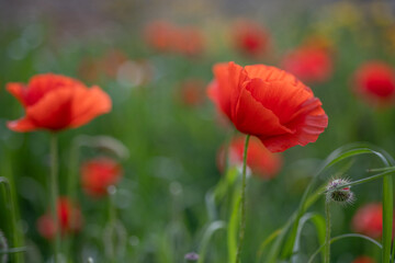 Fototapeta premium Scarlet poppy flowers swaying among fresh grasses in a Mediterranean landscape. Bright red blooms and soft natural blur capture the essence of spring and seasonal growth.