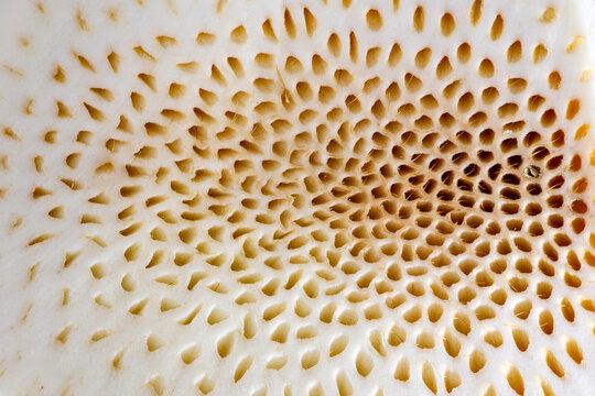 Extreme close up of cut breadfruit flesh with porous organic pattern creating trypophobia concept texture background image