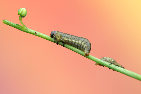 asparagus beetle larva insect on a stick