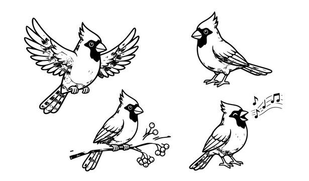 Cute Northern Cardinal Bird Cartoon Vector Character Set