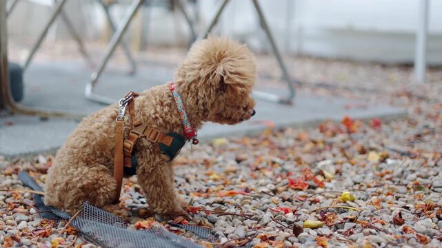 Close up selective focus portrait captures a playful brown poodle enjoying beautiful outdoor morning light. A cute animal and loyal best friend in daylight, offering perfect side copy space.