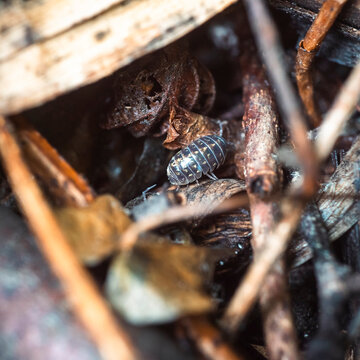 Woodlouse in natural forest habitat