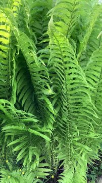 Green Matteuccia struthiopteris ferns