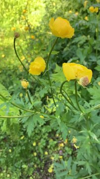 Yellow globeflowers in the flower bed
