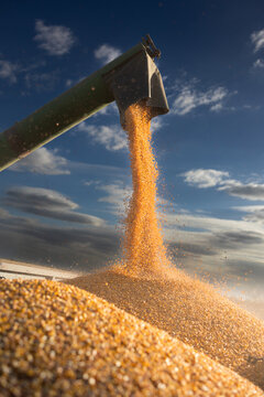 Corn unloading from combine harvester into grain trailer