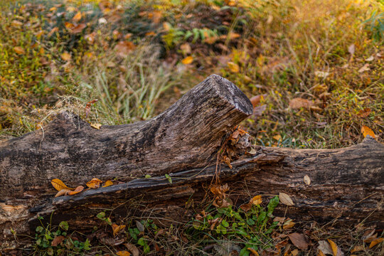 A decayed fallen log lying on the ground with dry leaves at Koishikawa Botanical Garden Tokyo December 2023