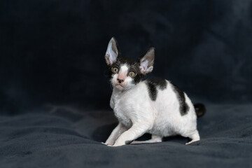 cute little black and white cornish rex kitten on a black background in studio © KimDuboisPhotographe