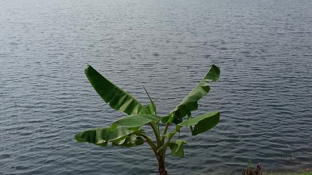 Small Banana Tree Near Water Pond with Ripples