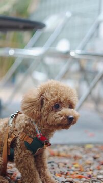 Vertical close up daylight portrait with selective focus features a cute brown toy poodle standing outdoors. The wind gently blows its soft fluffy fur, providing excellent top copy space.
