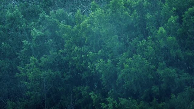 Trees Thrashing In Rain And Wind
