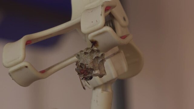 Paper Wasps Inspecting Small Nest in Jungle Close-Up 4K
