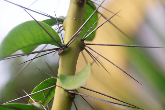 Detailed view of Governor&rsquo;s Plum plant stem covered with rigid thorns, highlighting tropical botanical structure